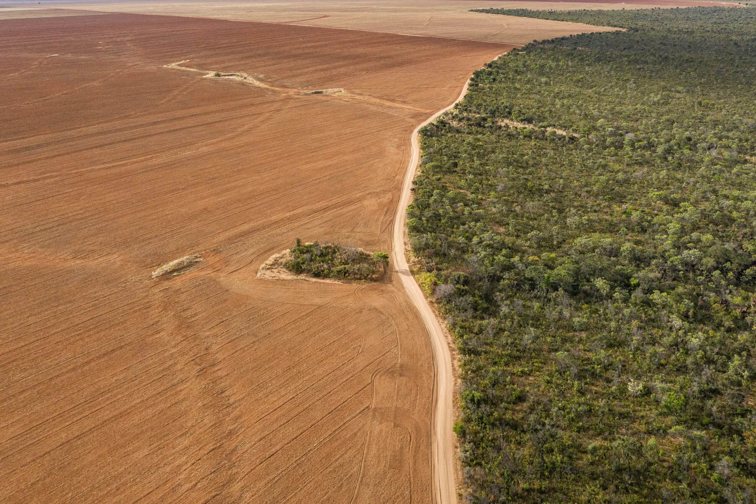 The destruction of forests to plant soy.