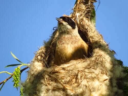 How Do Birds Actually Build Their Nests?