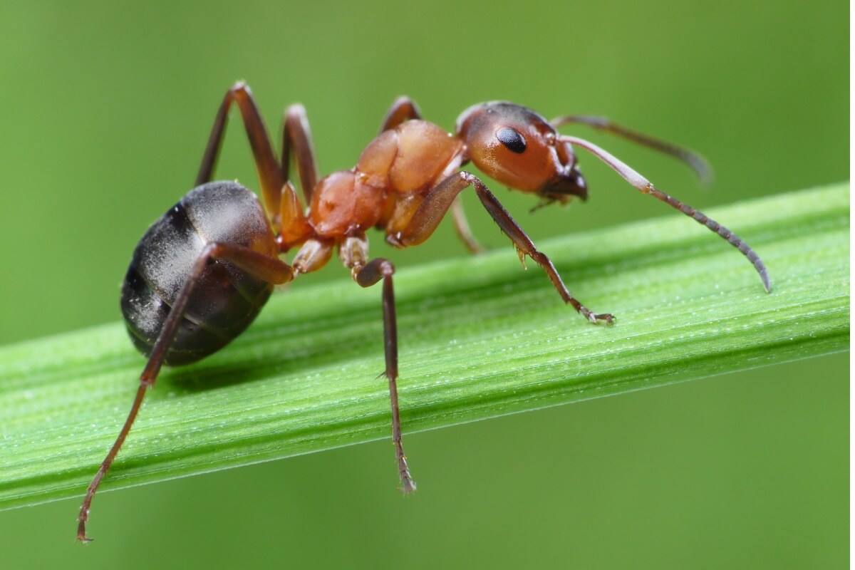 An ant on a leaf.