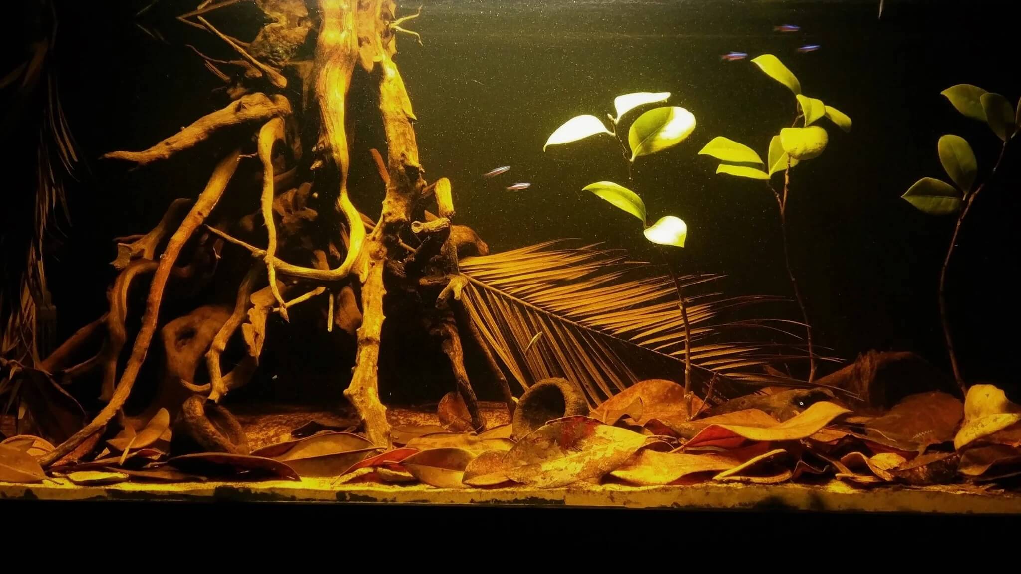 Plantes in a darkwater aquarium.