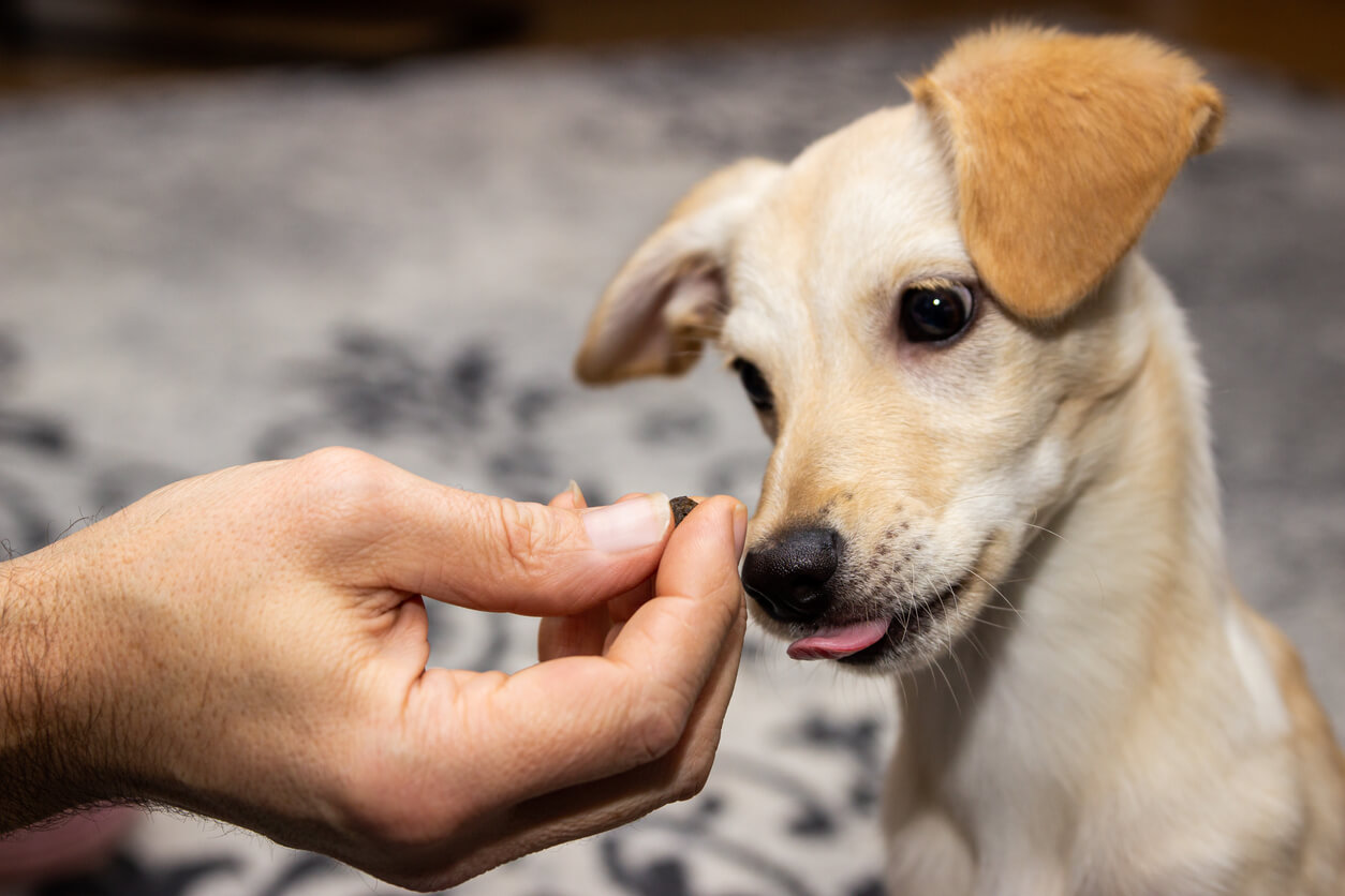 A man's hand giving a treat to a puppy.