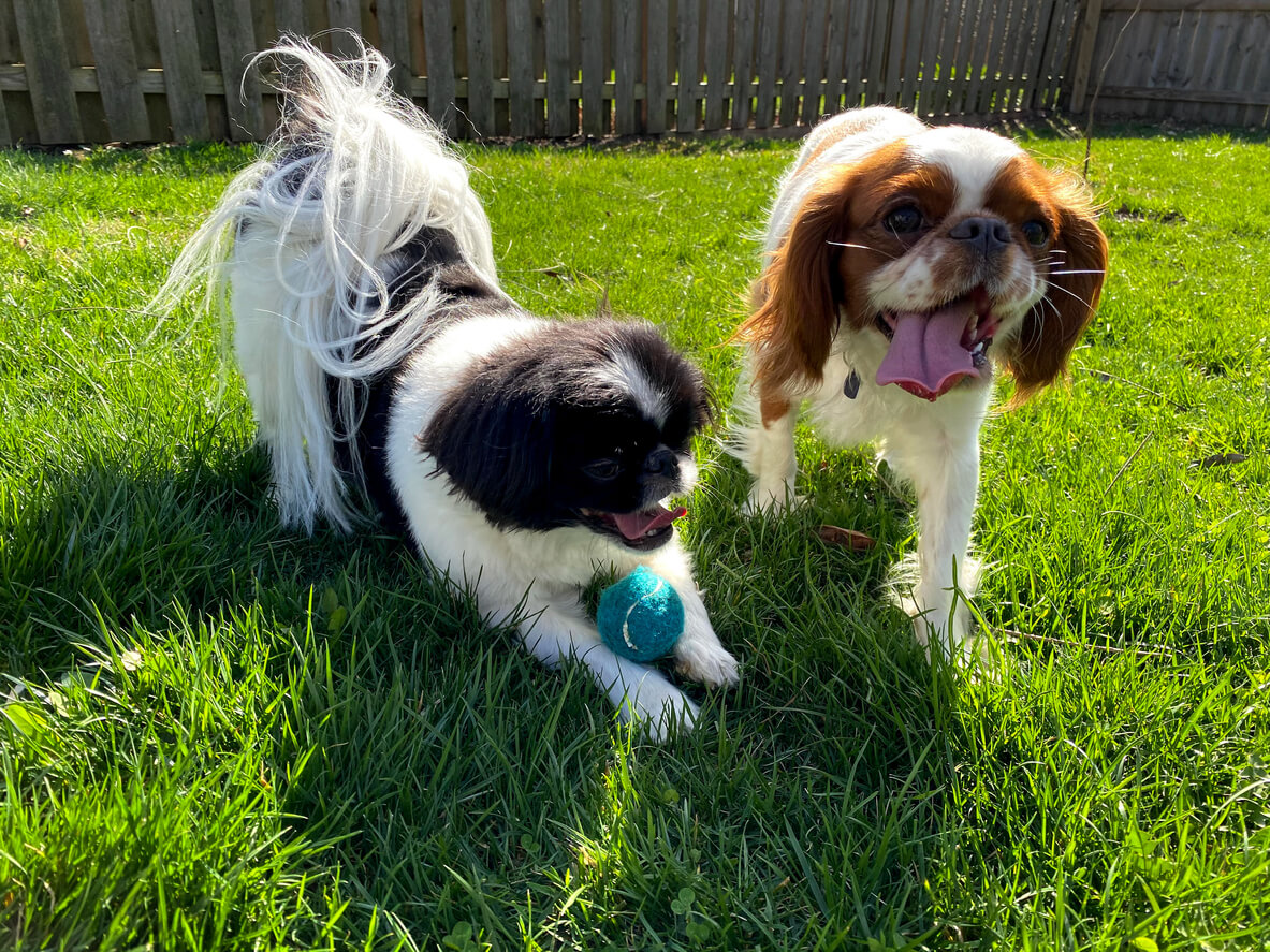 Two dogs playing with a ball in a fenced in yard.