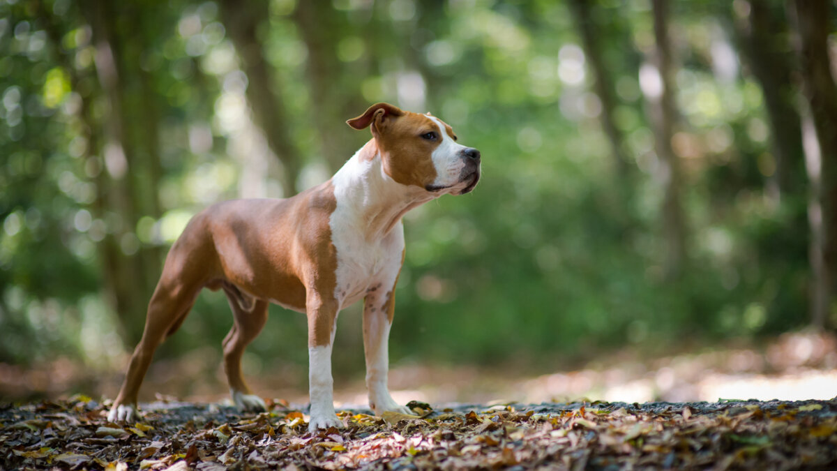 An American Staffordshire terrier standing in the woods.