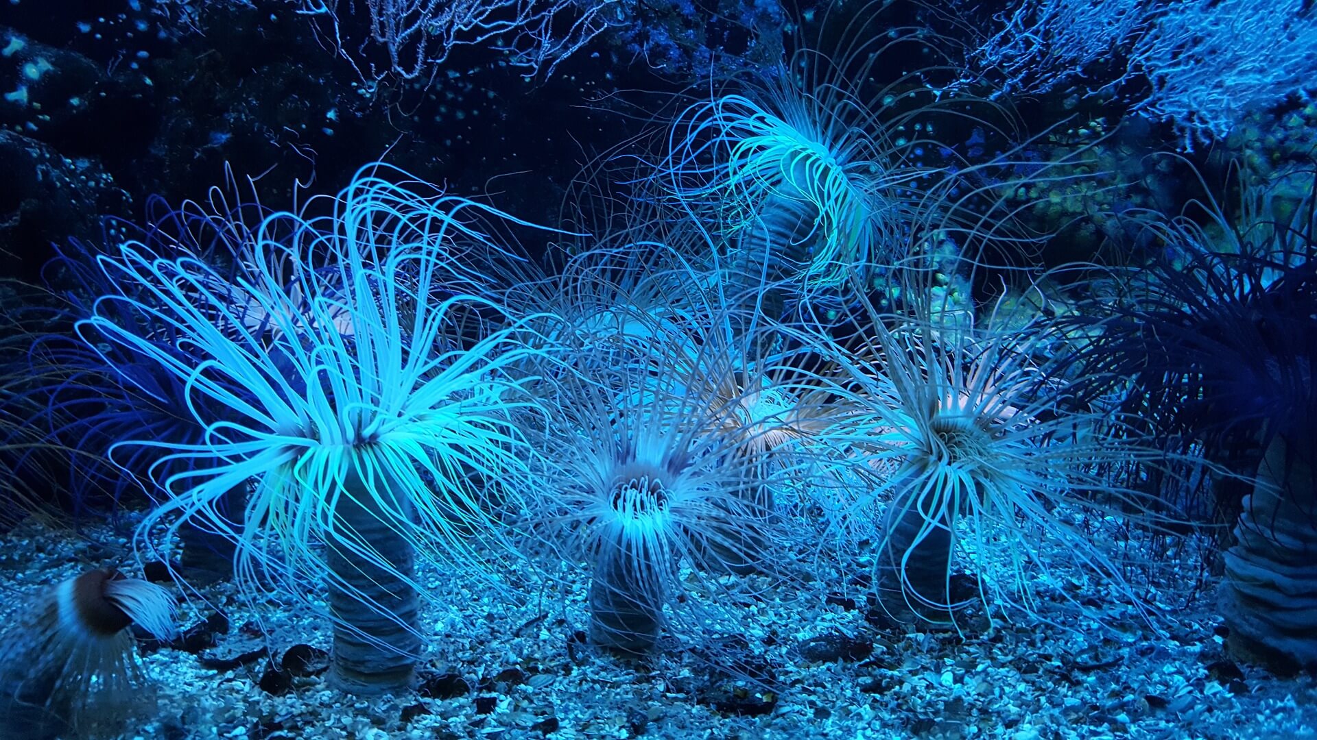 Blue anemones on the sea floor.