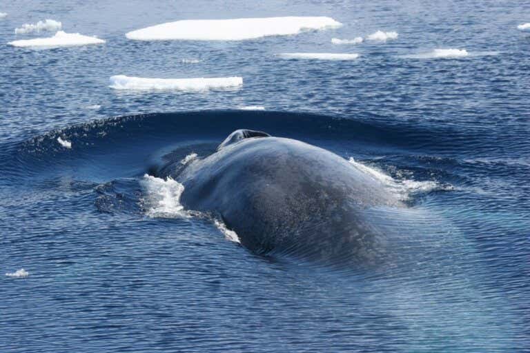 5 Fun Facts About the Antarctic Blue Whale