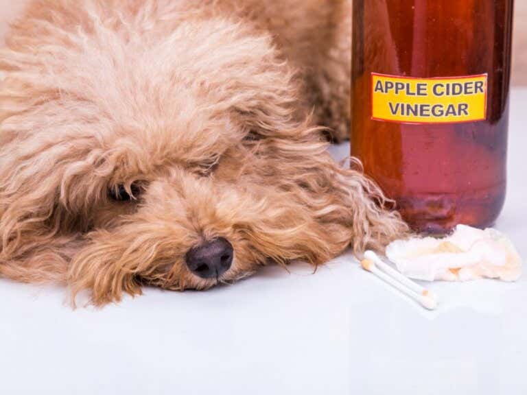 Apple Cider Vinegar for Dogs: Uses and Benefits