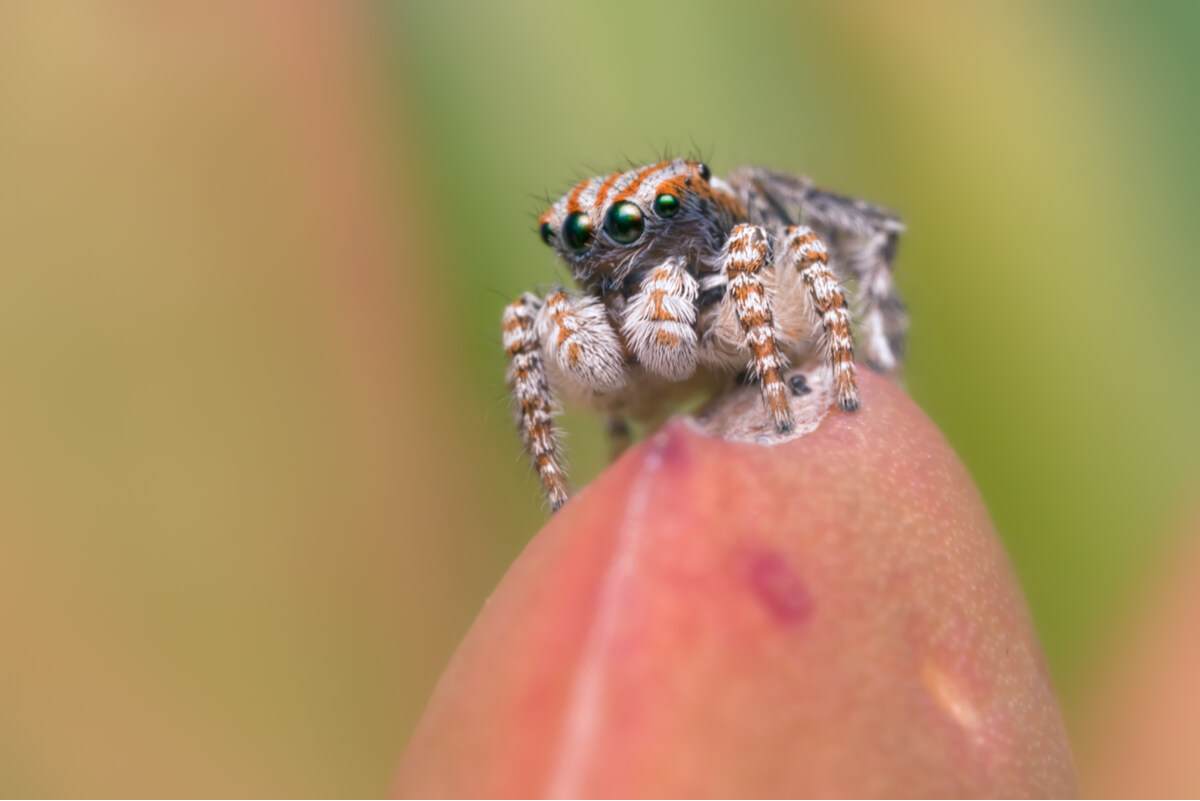 An orange and white jumping spider.
