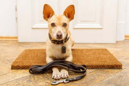 7 Common Mistakes When Training Dogs
