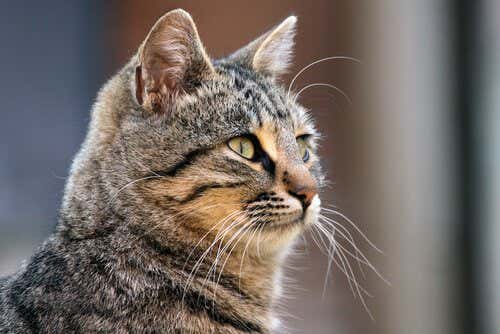 Learn all the Secrets about Your Cat’s Whiskers