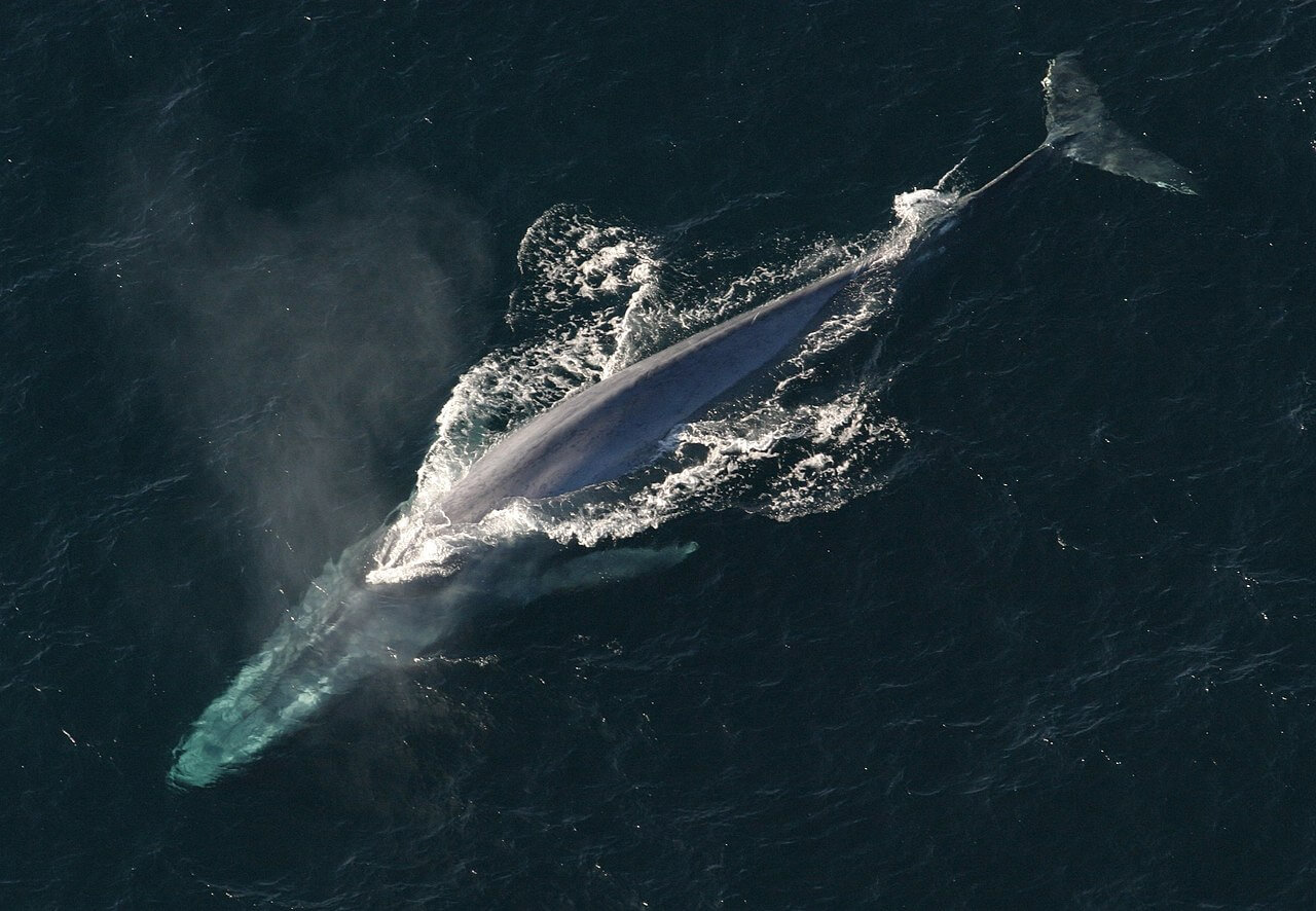 A blue whale on the ocean's surface.