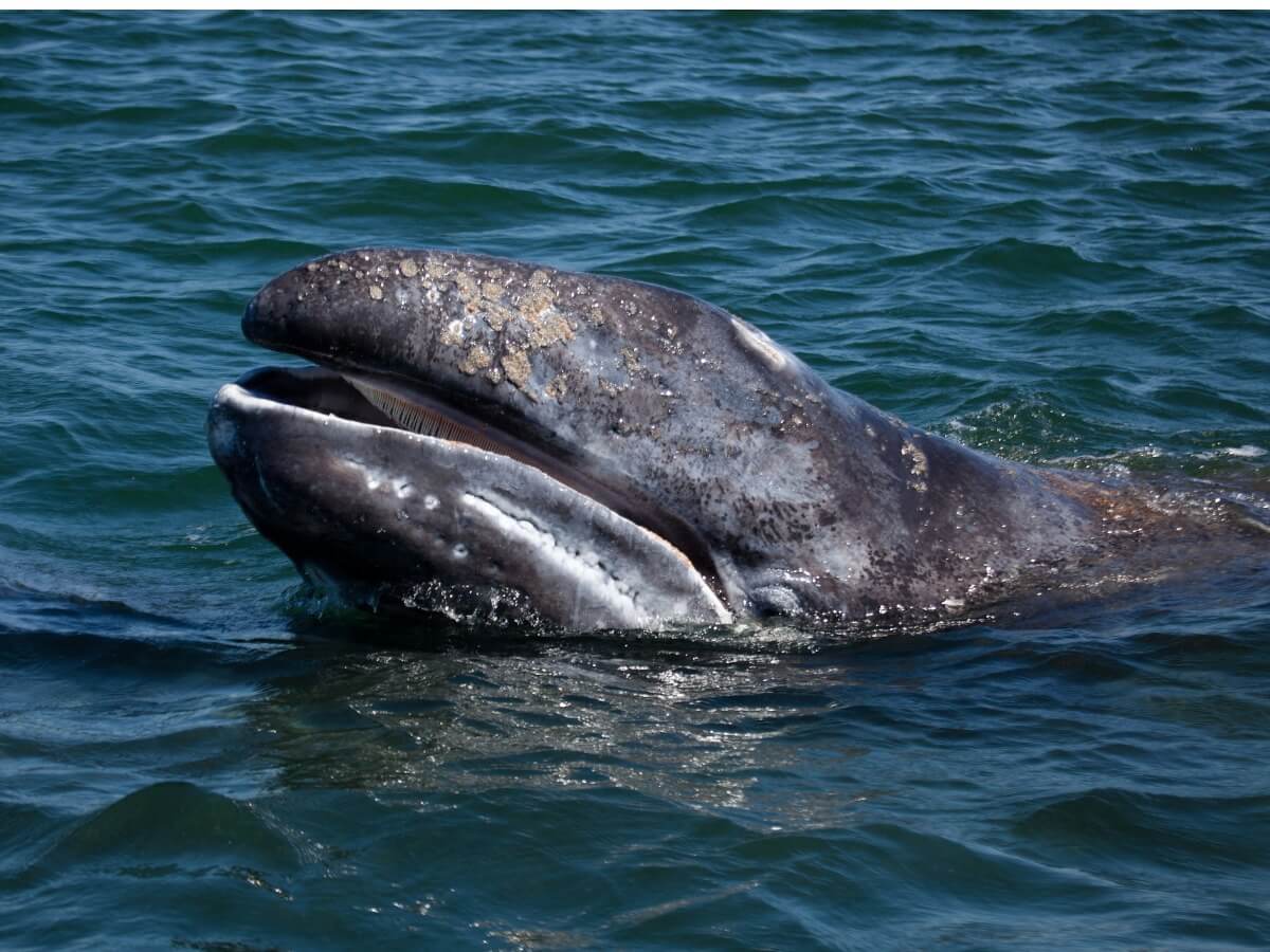 A gray whale coming out of the water.
