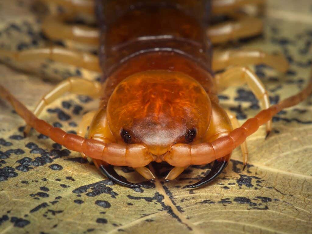 The face of a scolopendra.