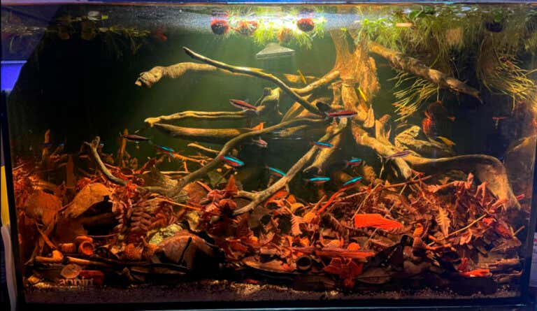 Blackwater Aquariums: What They Are, Installation, and Types of Fish