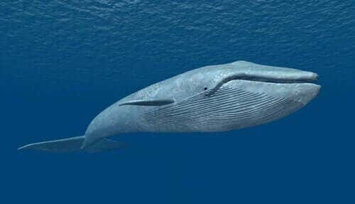 The Blue Whale: The Largest Living Animal