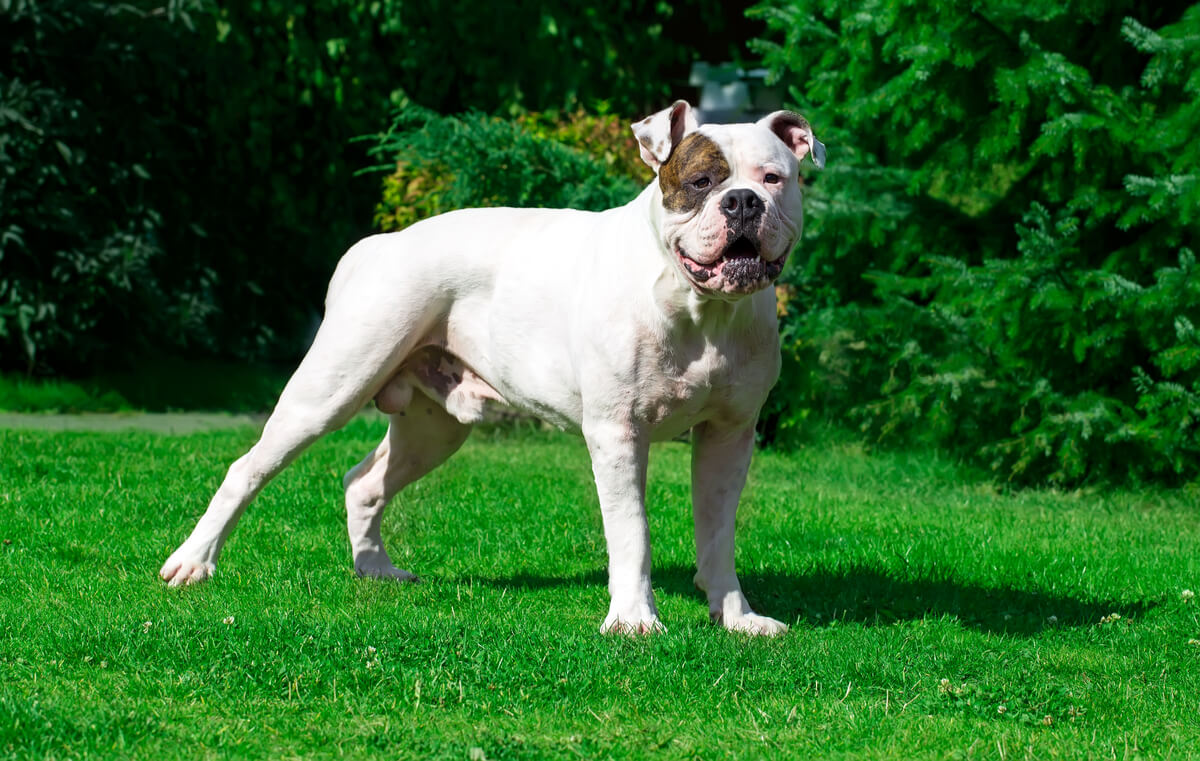 A Johnson type bulldog standing in the grass.