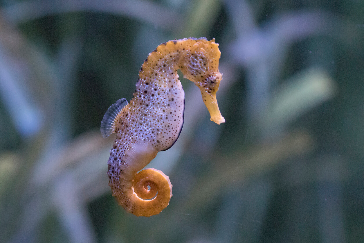 An orange and white seahorse with purple spots.