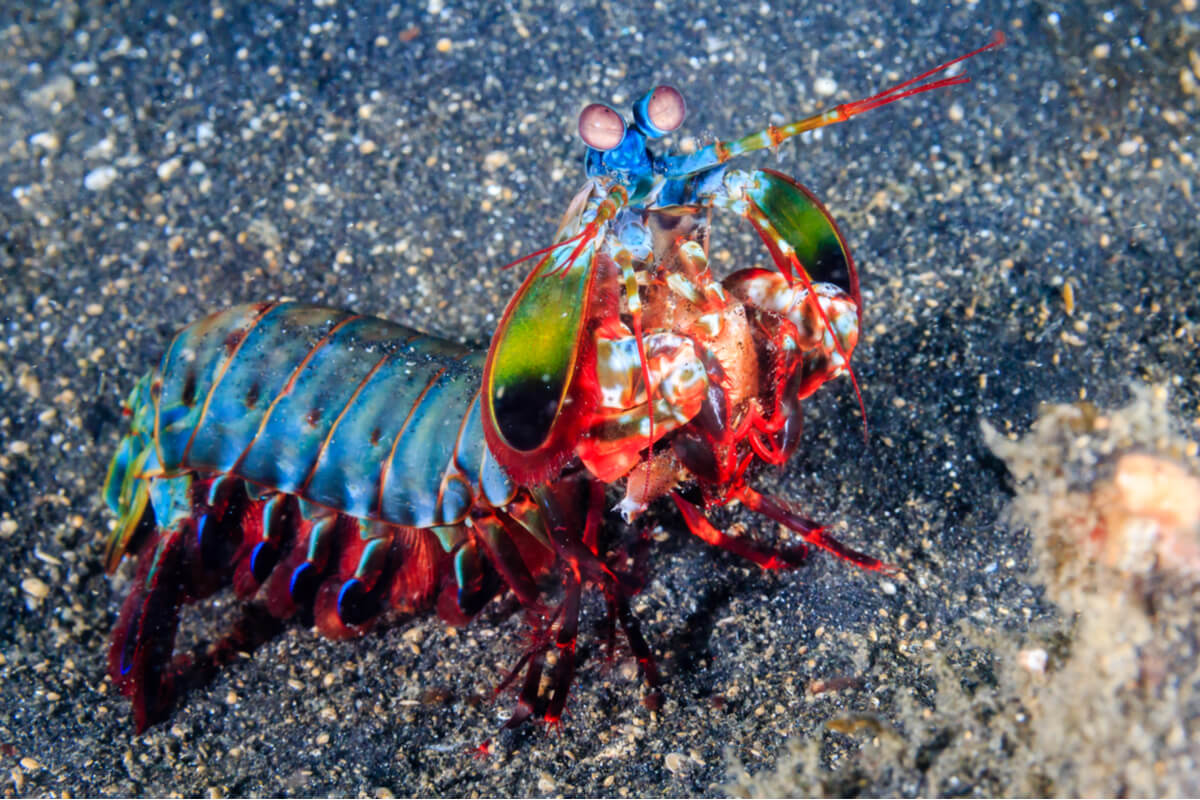 Mantis shrimp.