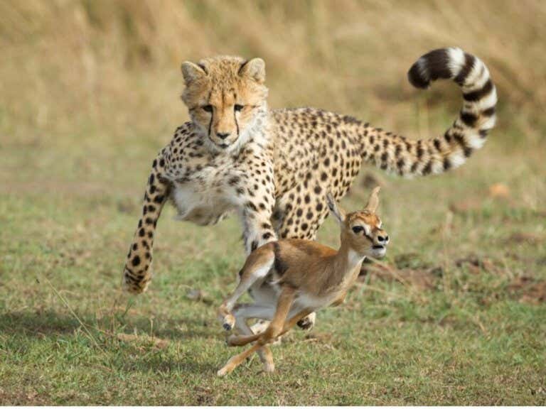 All About Cheetah Behavior