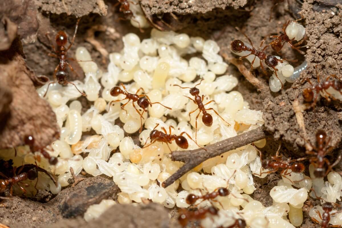 An ant colony.