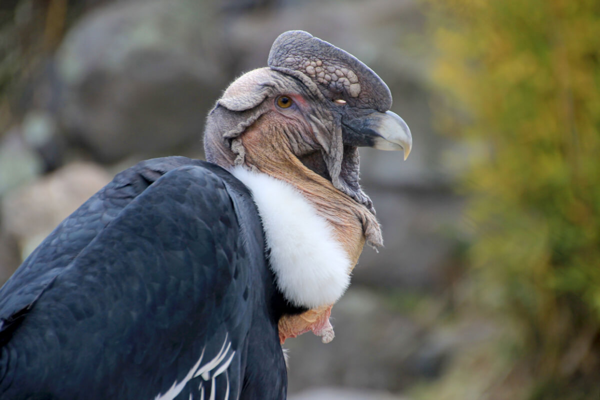 The profile of a condor.