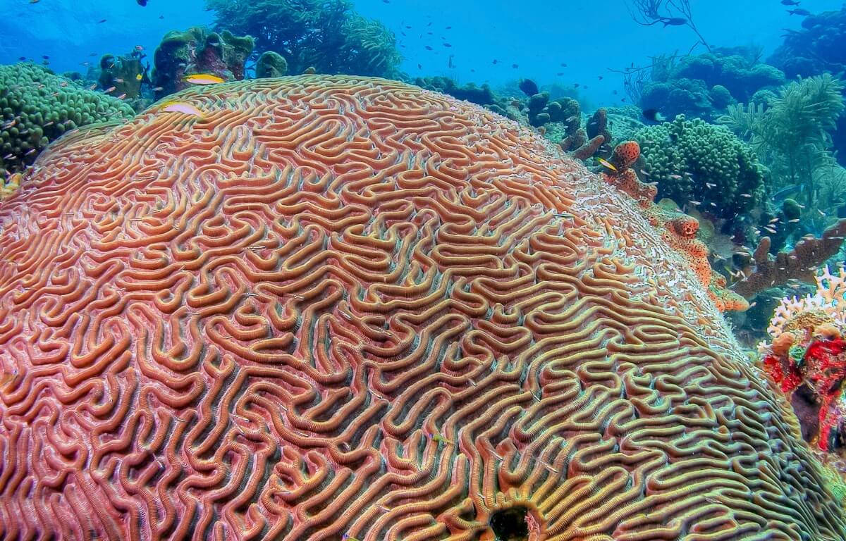 One of the types of corals.