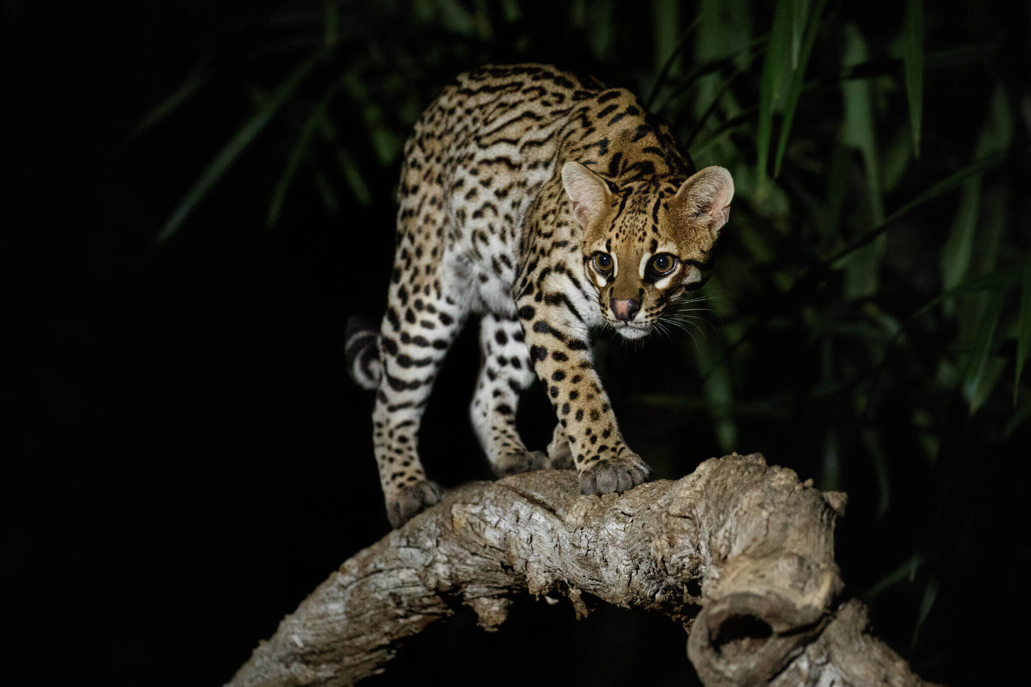 An ocelot walking along a large tree branch at night.