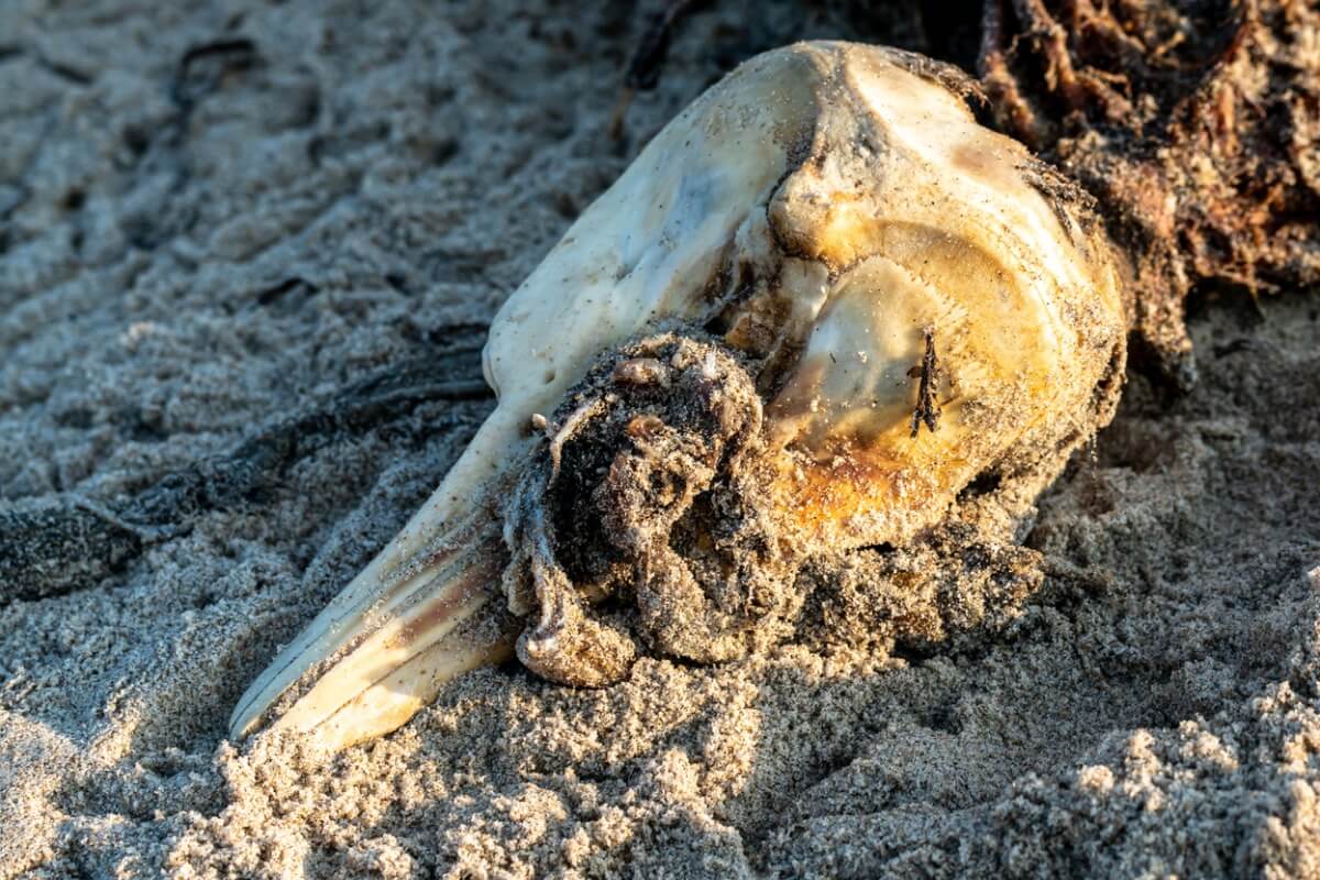 A dead dolphin on the beach.