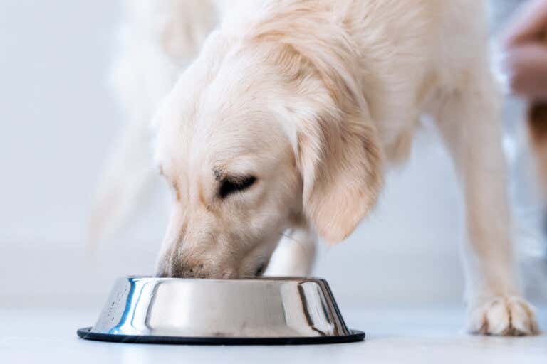 How to Transition to Natural Dog Food?