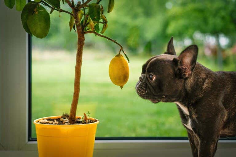 Reasons Why Dogs Shouldn't Eat Lemons