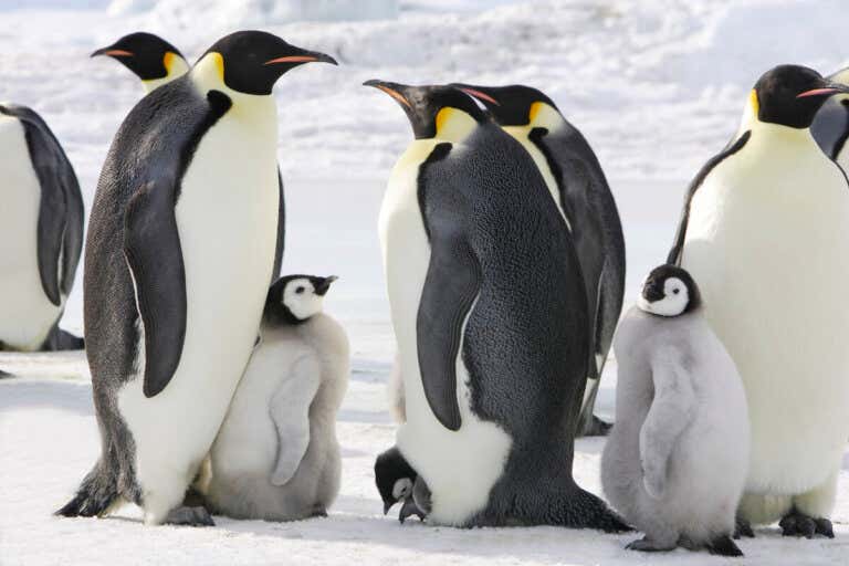 7 Endangered Penguin Species
