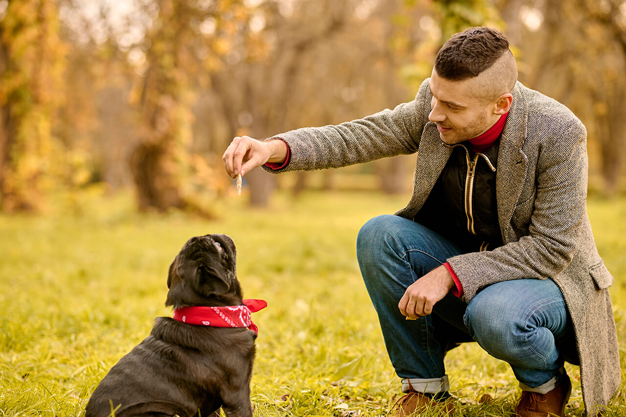 A dog owner using a treat to teach his dog to sit.