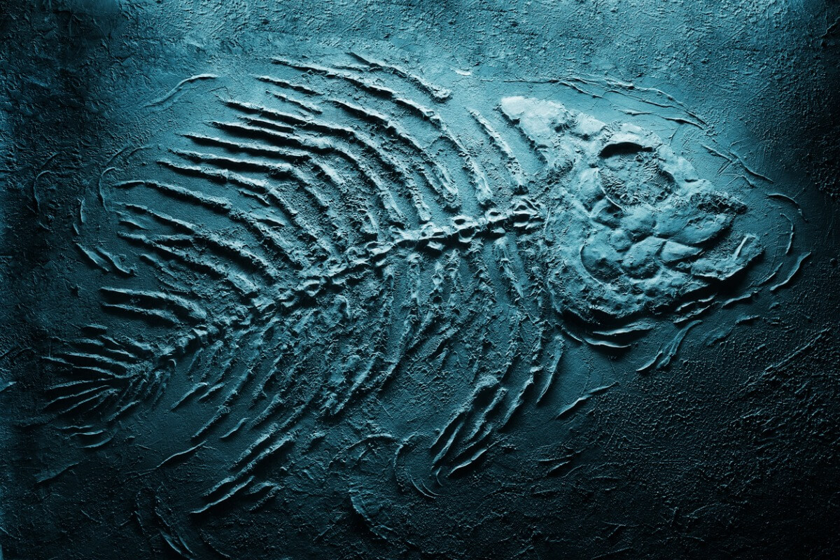 A blue fossil of a fish.