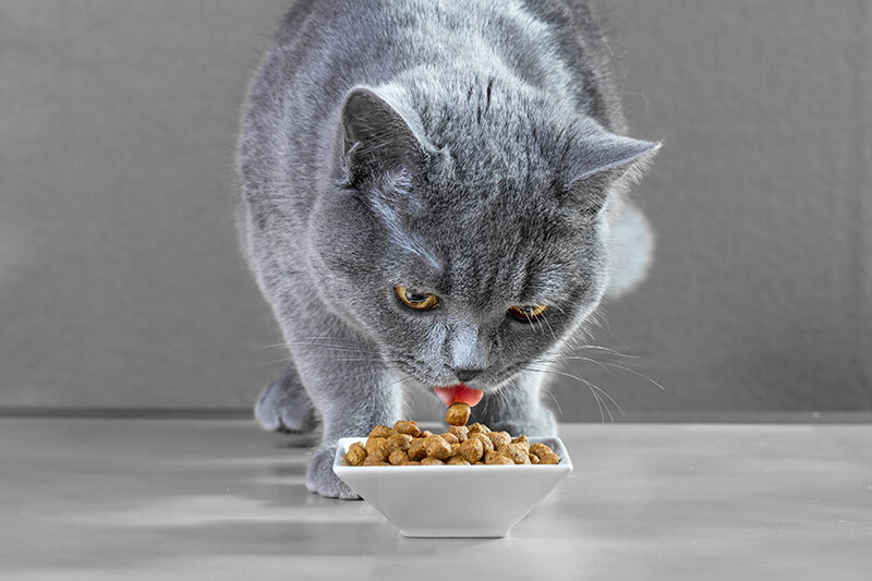A cat eating.
