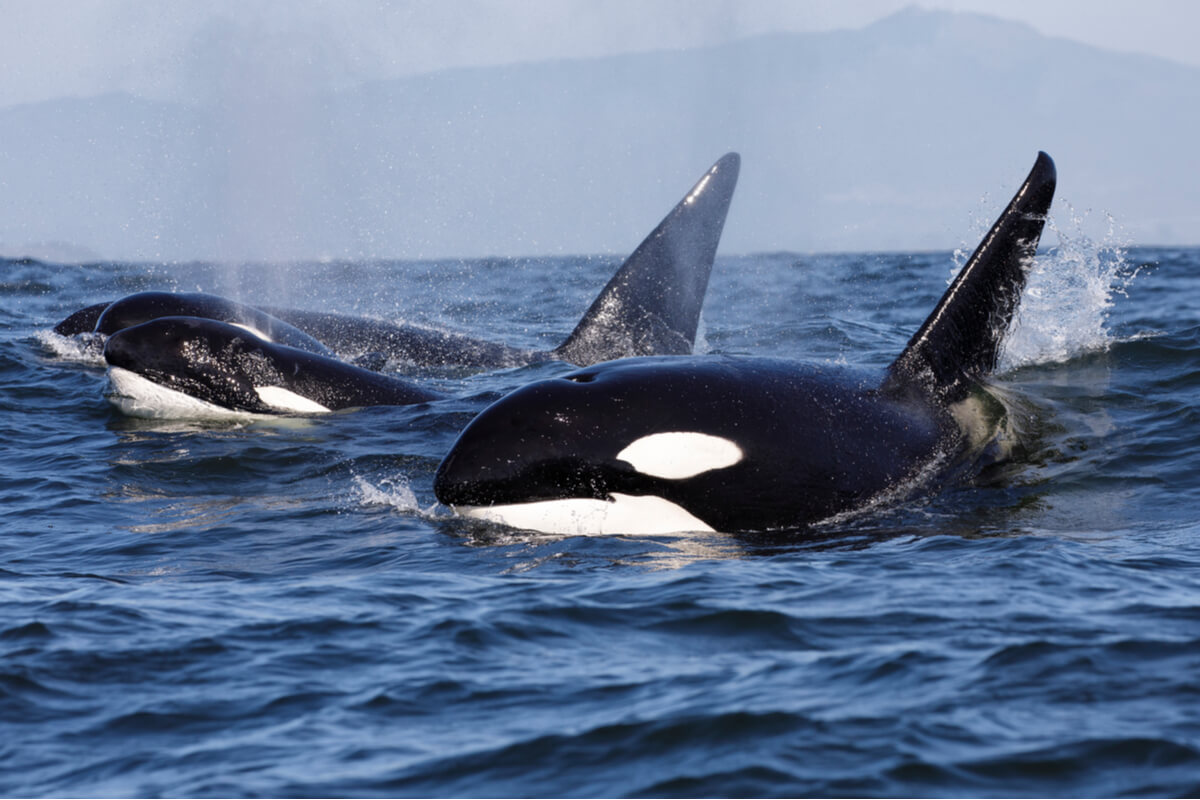 Killer whale hunting is a serious ecosystem problem. The documentary blackfish tells it.