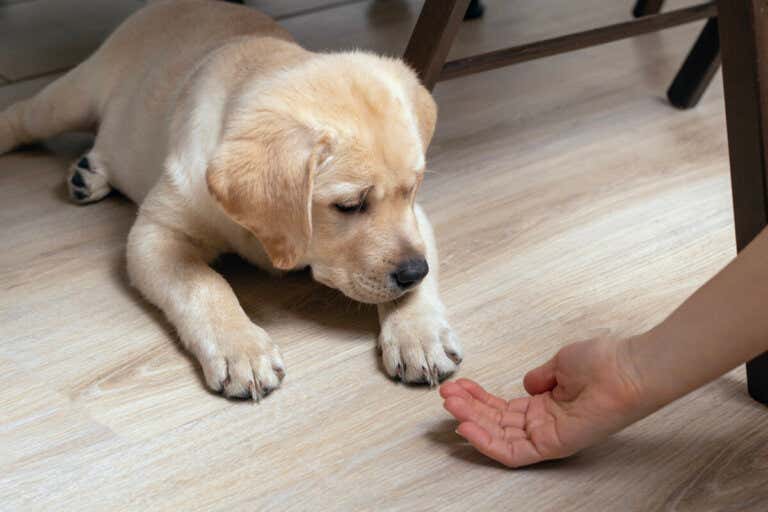 Training a Puppy: 10 Easy Tricks that Work