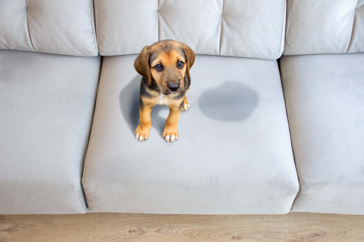 A puppy sitting on the couch next to a wet spot.