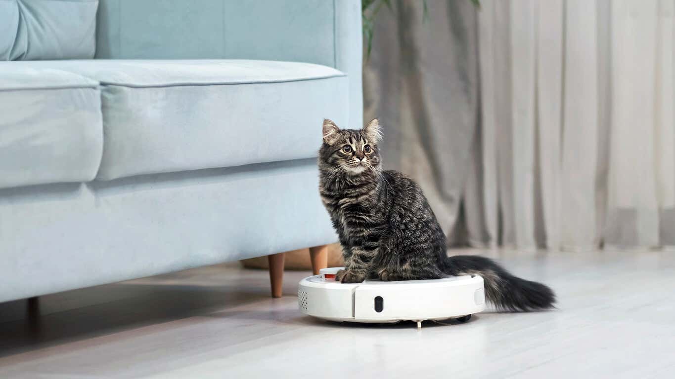 A kitten sitting on a smart vacuum cleaner.