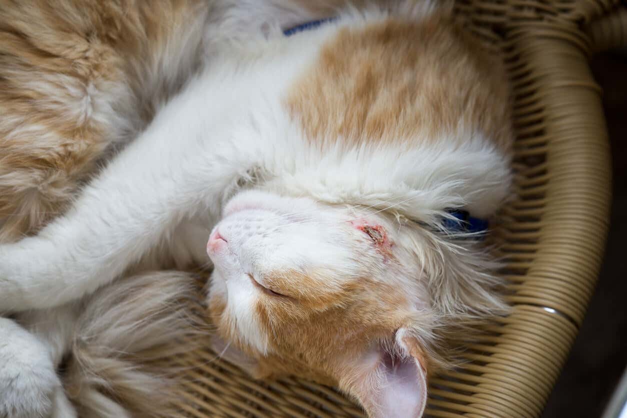 A sleeping cat with a wound on the side of its face.