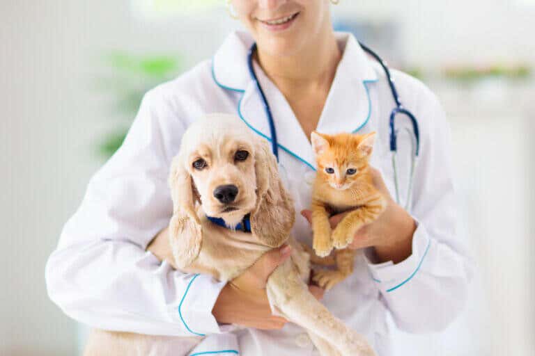 Responsible Care: How to Prevent Disease in Your Pets