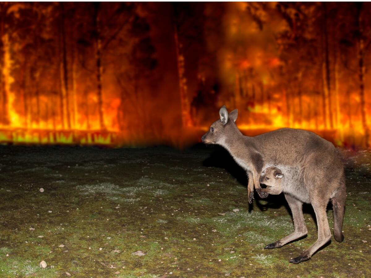 An Australian fire.