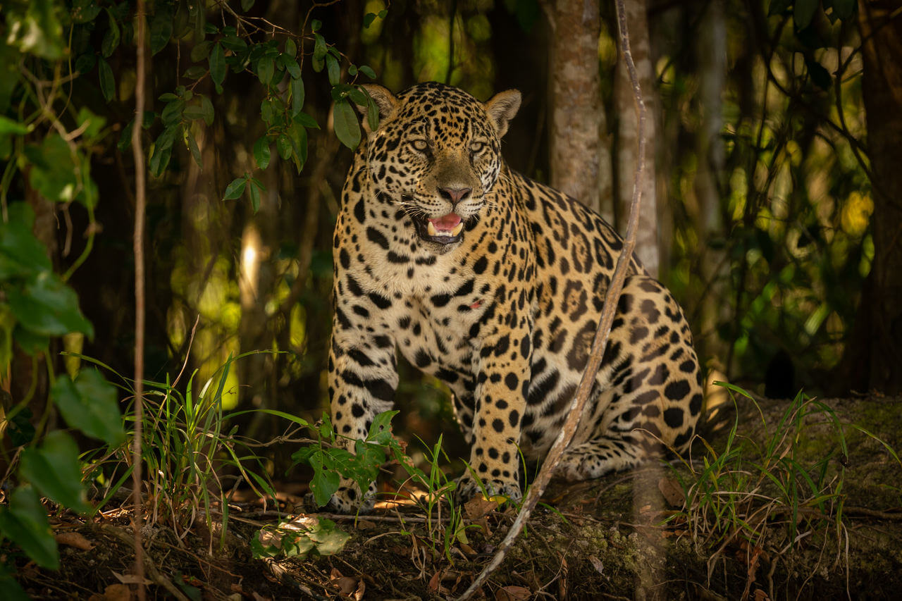 Jaguar del Amazonas en el bosque.