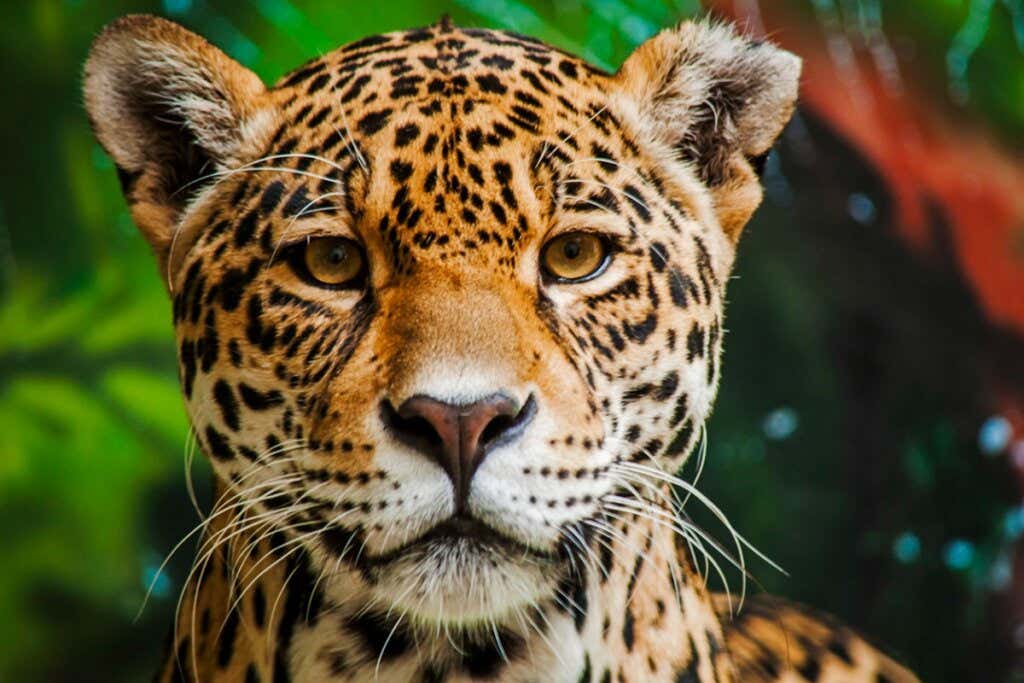 The 15 Most Dangerous Animals in the Amazon