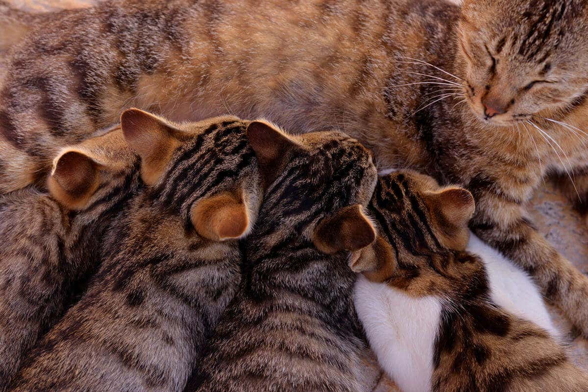 Kittens nursing.
