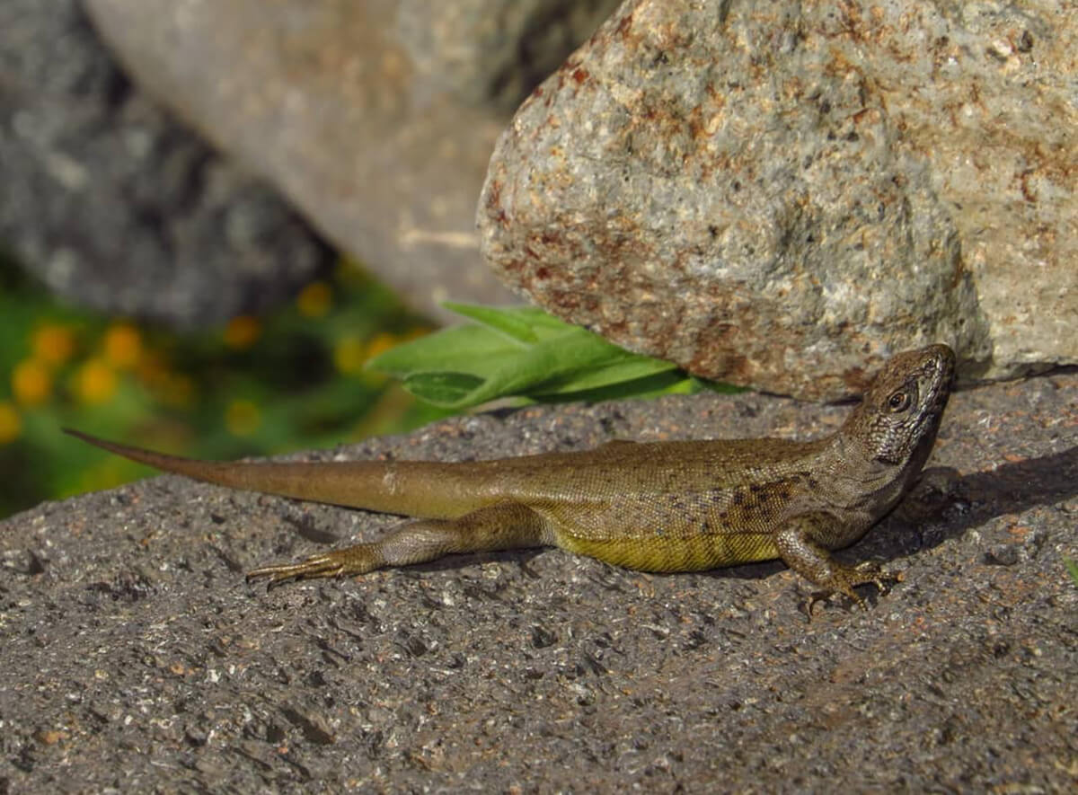 A golden lizard is among the animals of Chile.