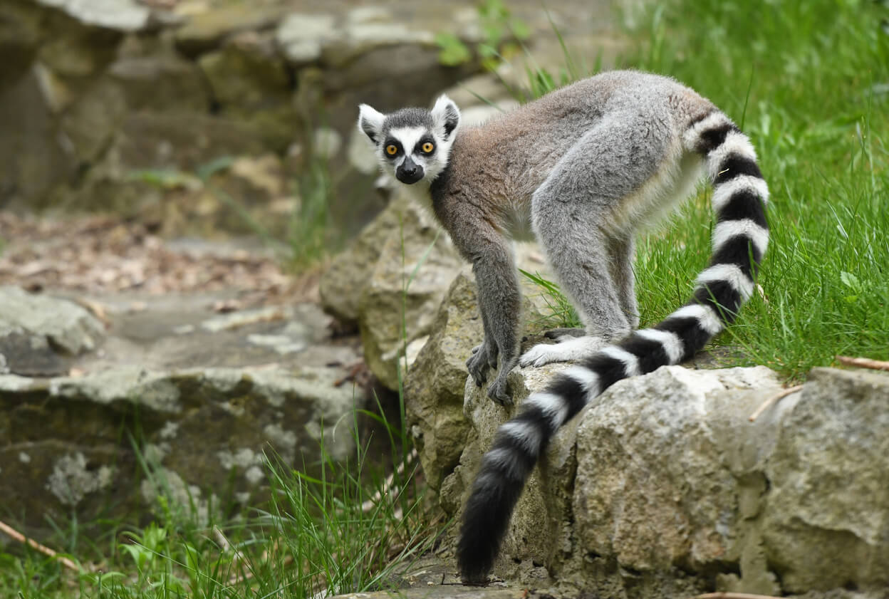 A ring-tailed lemur perched on a rock.