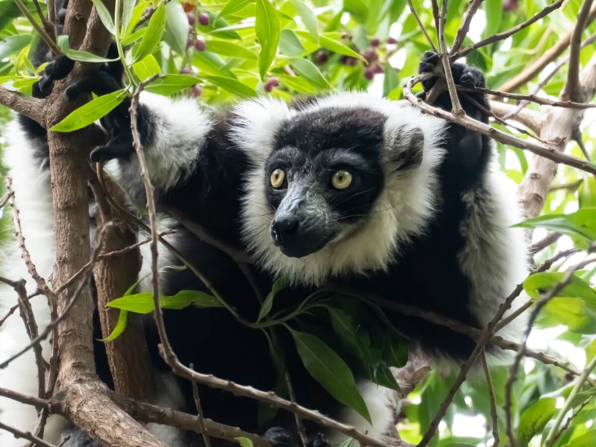 A lemur, one of the 25 most threatened primates in the world.
