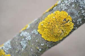 Some lichen.
