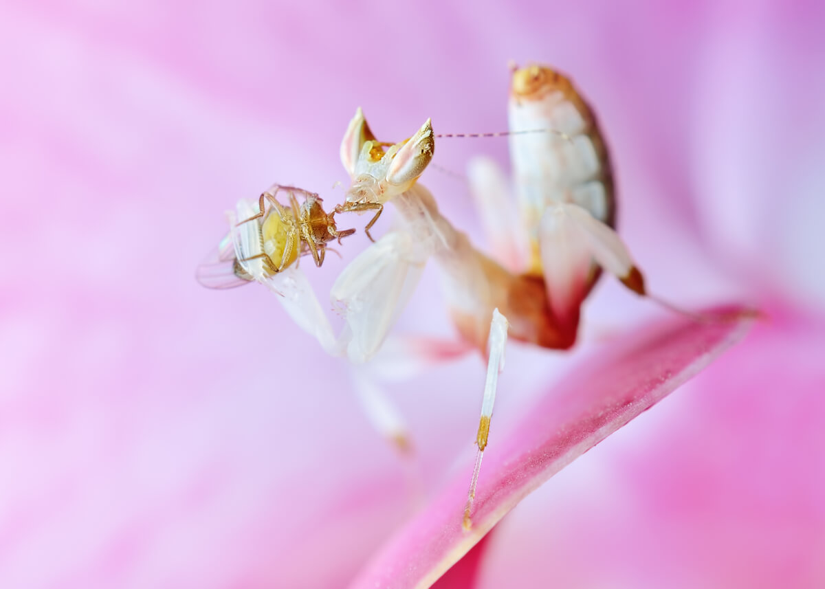 An orchid mantis eating an insect.