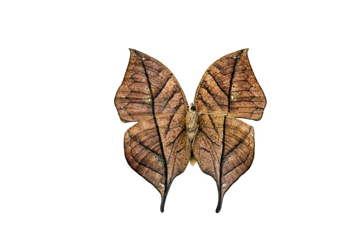 A dead leaf butterfly.