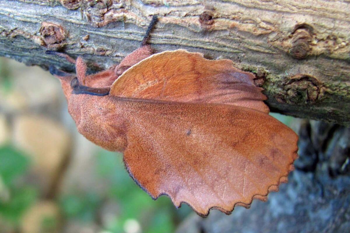 One of the defense methods in insects is to look like a leaf.